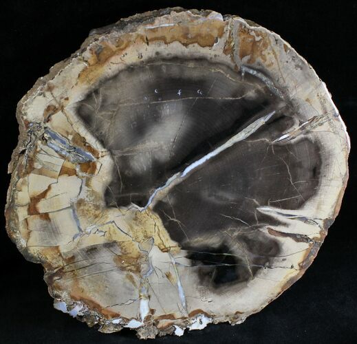 Petrified Wood Slab - Sweethome, Oregon #28242